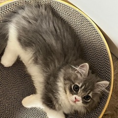 3ヶ月の子猫の里親募集