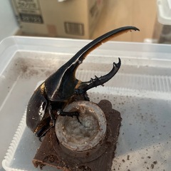 ヘラクレスオオカブト