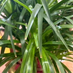 畑の草刈りをして畑作り、畑にかかっている木の枝切り