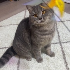 スコティッシュ🌼2歳♀