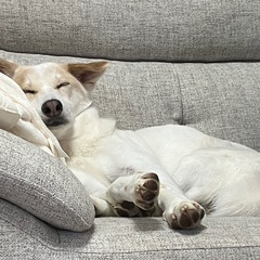犬の散歩に一緒に行ってもらえませんか