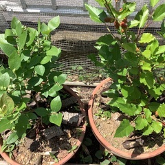 静岡県東部、神奈川県西部地区で植物好き、家庭菜園が趣味など…