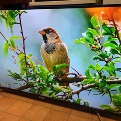 TCL Android 4K スマートテレビ 50インチ 50型 50P618 2022年製の画像