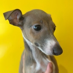 イタグレ　ご家族大募集！！