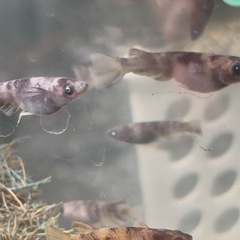 メダカ🐟NV13ガラス横見ボックス①