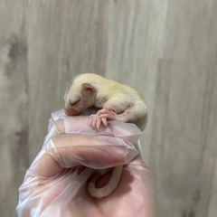 クリミノ　モモンガベビー　ご家族大募集