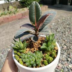 ハオルチアとフィカスの寄せ植え