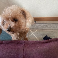 繁殖犬引退