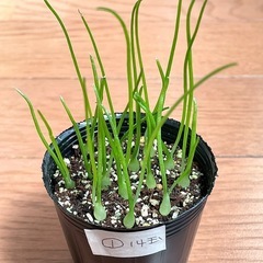 実生　コーダツム①   14玉
