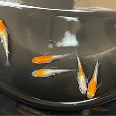 寿めだか　雄3雌2