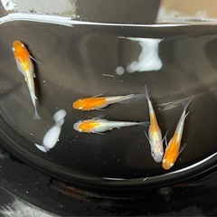 寿めだか　雄2雌3の画像