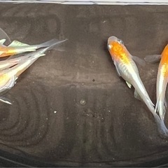 寿めだか　雄2雌3の画像