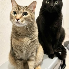 飼い主募集