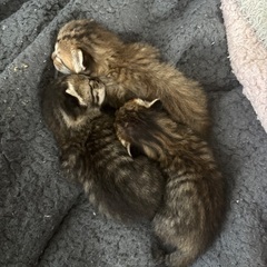 【里親募集】産まれたばかりの子猫3匹です🐱ྀི🐱ྀི🐱ྀི