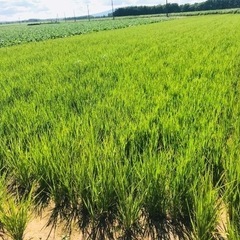 お米玄米30キロ