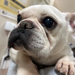 フレブル男の子