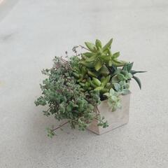 多肉植物 寄せ植え