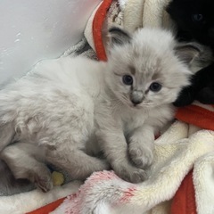 子猫