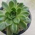 ランキングキーワードに紐づく投稿画像-多肉植物