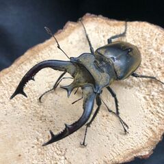 ベトナム便ＷＤミヤマクワガタ各種