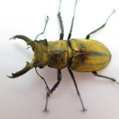 完売しましたベトナム便ＷＤミヤマクワガタ各種の画像