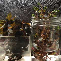水草【水上葉】