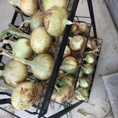 玉ねぎ 野菜 新玉ねぎ