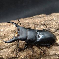 国産ヒラタクワガタ♂♀ペア5-2の画像