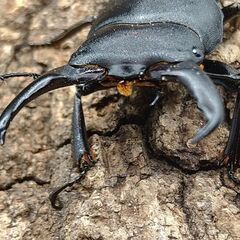 国産ヒラタクワガタ♂♀ペア5-2の画像