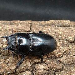 国産ヒラタクワガタ♂♀ペア5-2の画像