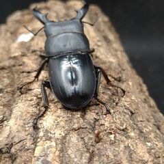 国産ヒラタクワガタ♂♀ペア5-2の画像