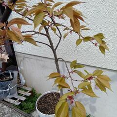 園芸　お庭　桜　普賢象　苗木