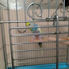 セキセイインコ　メス２歳