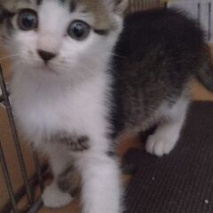 野良猫№１キジシロ