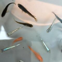 ②ミックス メダカ 15匹