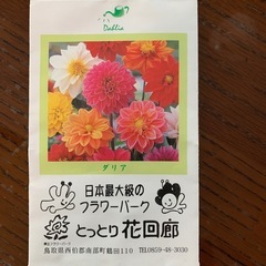 花の種⭐︎4種類の画像