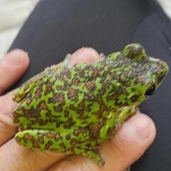 森青蛙（モリアオガエル）の画像