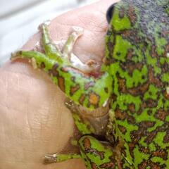 森青蛙（モリアオガエル）の画像