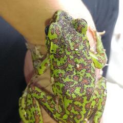 森青蛙（モリアオガエル）の画像