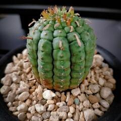 ユーフォルビア ステリスピナ 群星冠 (その他アガベやサボテン等...