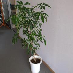 シェフレラ　１００センチ　観葉植物