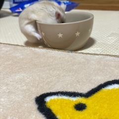 グラスハーモニー　600 450 - 嘉麻市