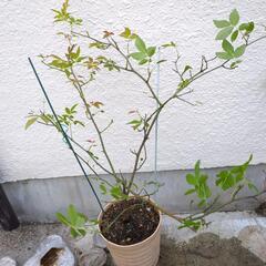 木香バラの画像