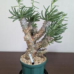 巨大　チレコドンワリチー　花芽
