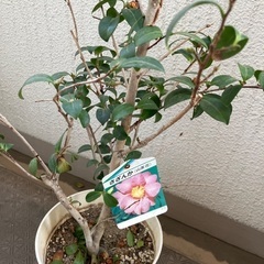 サザンカ