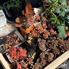 多肉植物の画像