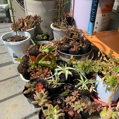 多肉植物