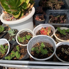 多肉植物の画像
