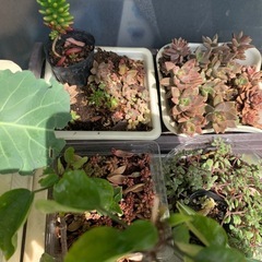 多肉植物の画像