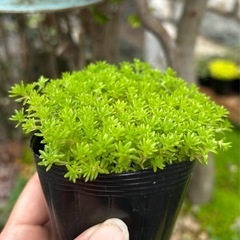 多肉植物　セダム　森村万年草の画像